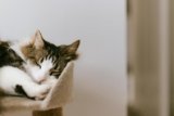 How Can You Create a Comfortable and Safe Space for Your Pet?